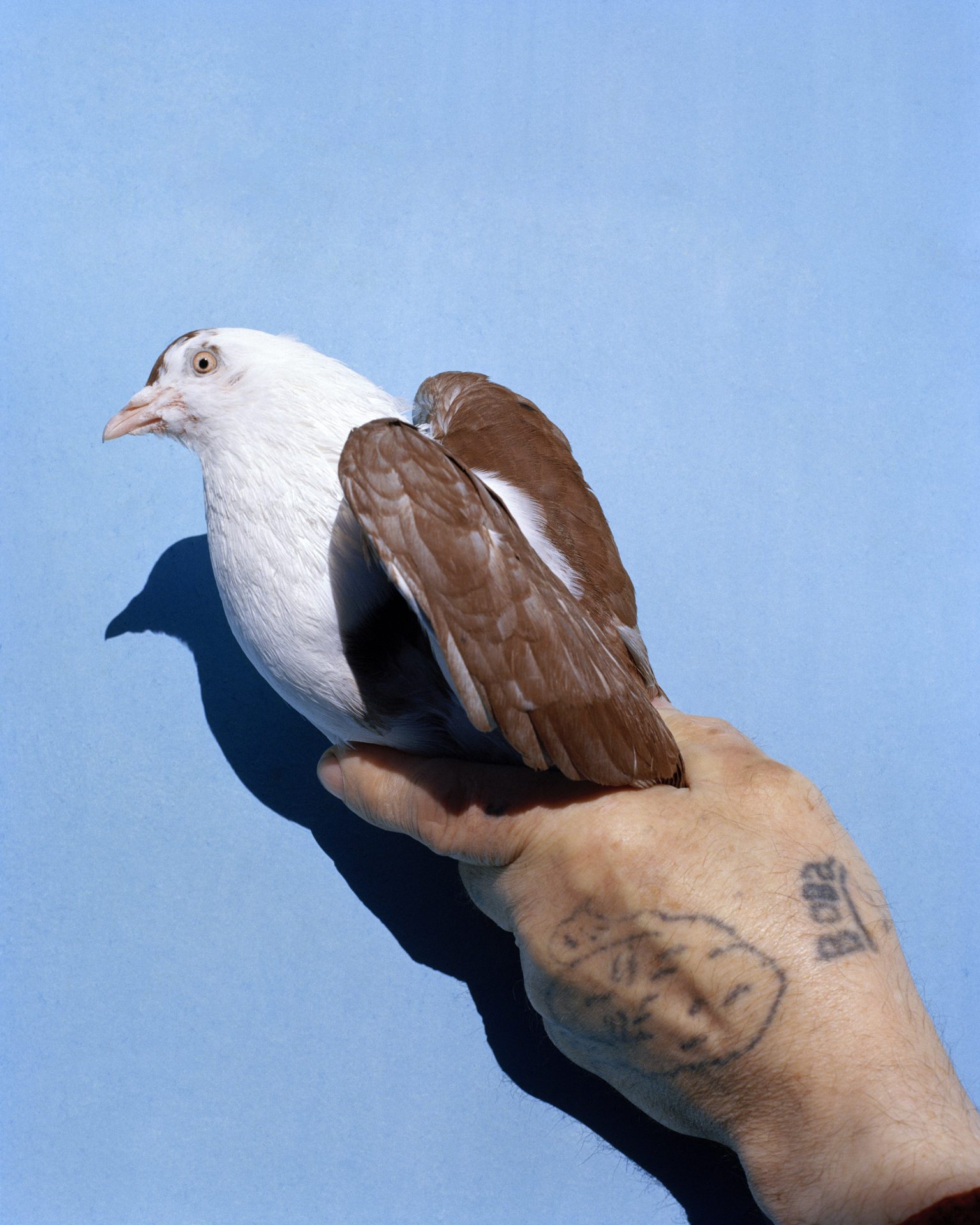 Pigeon held in a tattooed hand